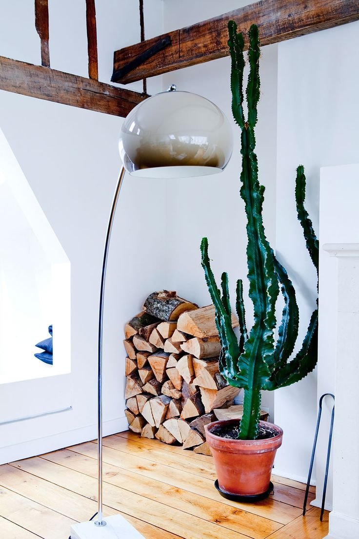 Plantas Dentro de Casa Plantas Dentro de Casa