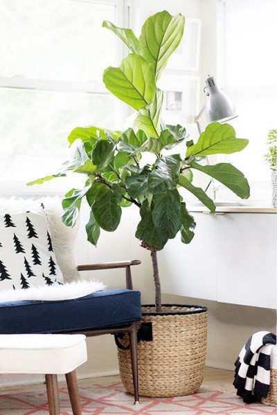 Plantas Dentro de Casa Plantas Dentro de Casa