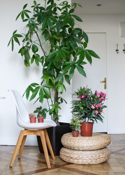Plantas Dentro de Casa Plantas Dentro de Casa