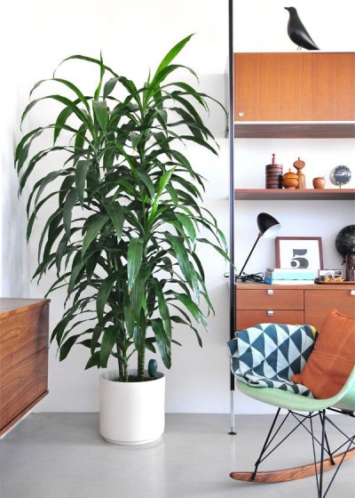 Plantas Dentro de Casa Plantas Dentro de Casa