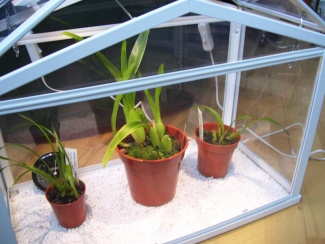 casinha estufa casinha estufa