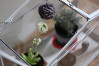 florzinha em sua casinha florzinha em sua casinha