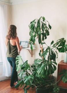 Plantas Dentro de Casa