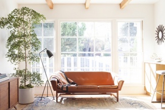 Plantas Dentro de Casa