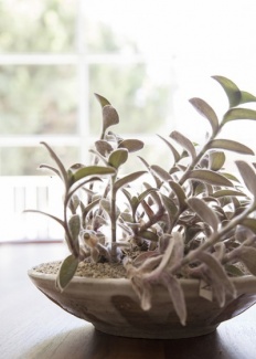 Plantas Dentro de Casa