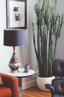 Plantas Dentro de Casa