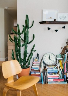 Plantas Dentro de Casa