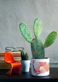 Plantas Dentro de Casa