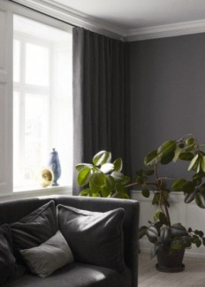 Plantas Dentro de Casa