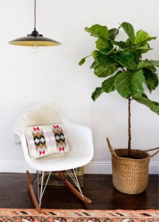 Plantas Dentro de Casa