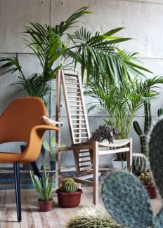 Plantas Dentro de Casa