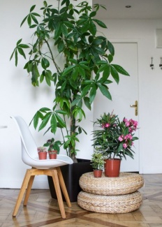 Plantas Dentro de Casa
