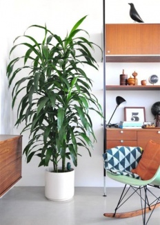 Plantas Dentro de Casa