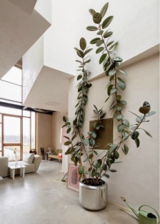 Plantas Dentro de Casa