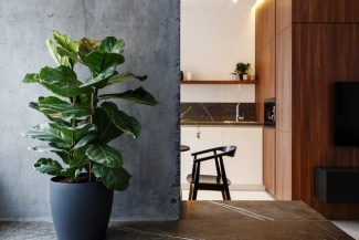 Apartamento Industrial - Uma figueira  recebeu uma casa no quarto, onde pode aproveitar a luz do sol.